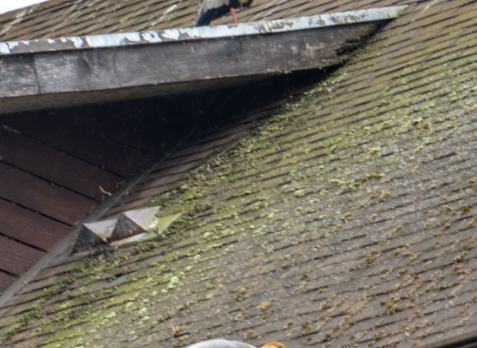 Photo of roof with shingles growing green moss and shingles on them