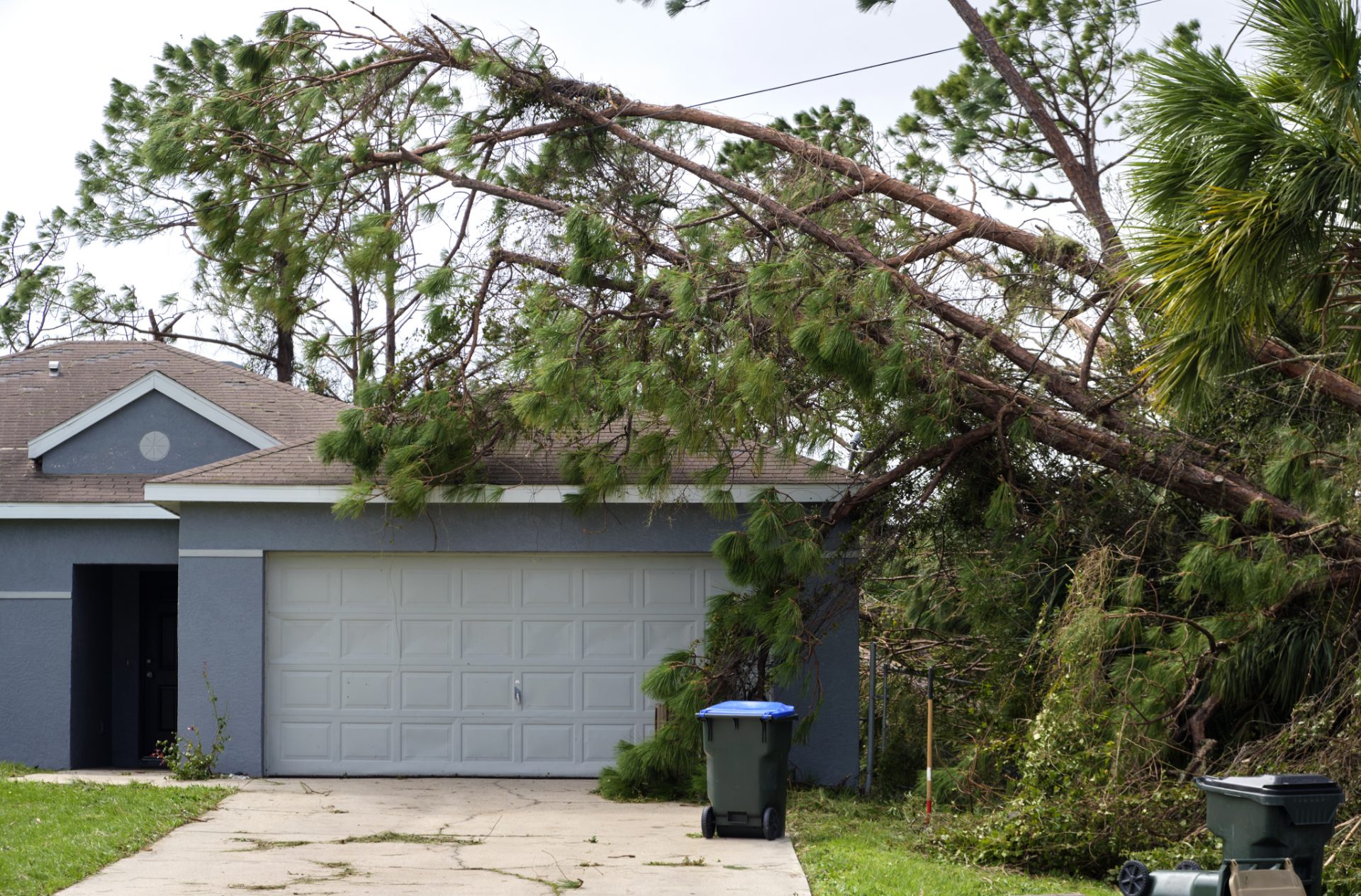 Roof Storm Damage Image of a fallen tree on a roof